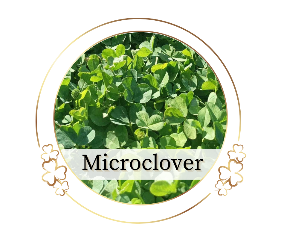 Microclover - Mikro fehér here 500 g